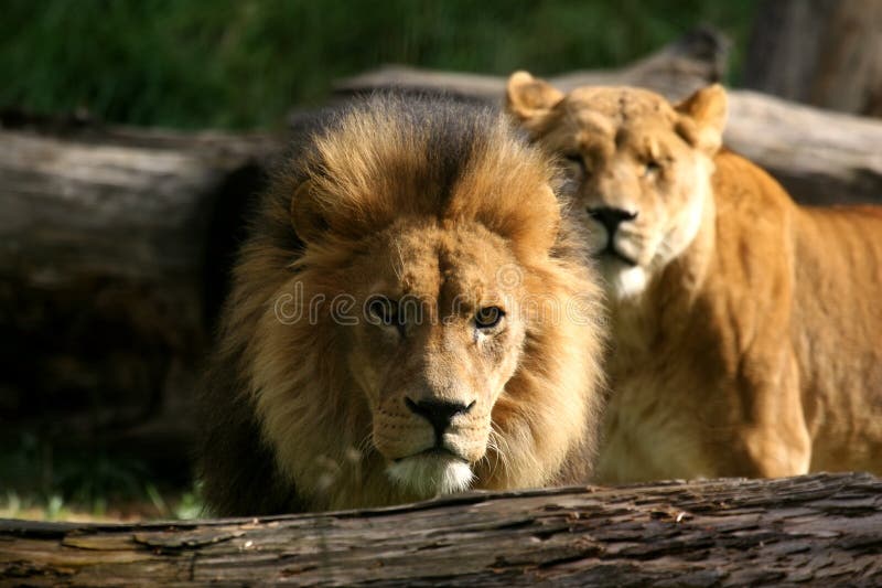 Large Lions native to Africa. The female nuzzels the male with a large mane. Large Lions native to Africa. The female nuzzels the male with a large mane.