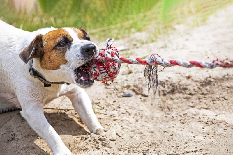 companion dog jack russell terrier playing tug of war on a sunny day on the beach. Family holiday