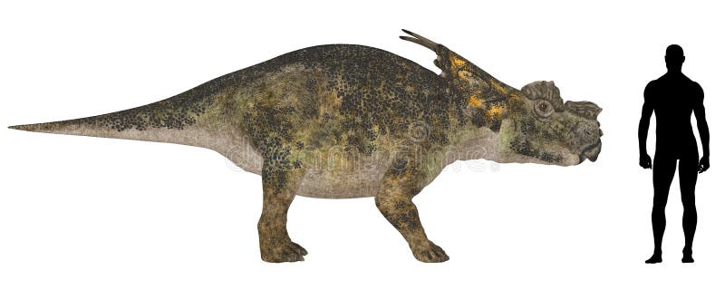 Illustration of a comparison of the size of an adult Achelousaurus with an average adult male human (1.8 meters). Illustration of a comparison of the size of an adult Achelousaurus with an average adult male human (1.8 meters)