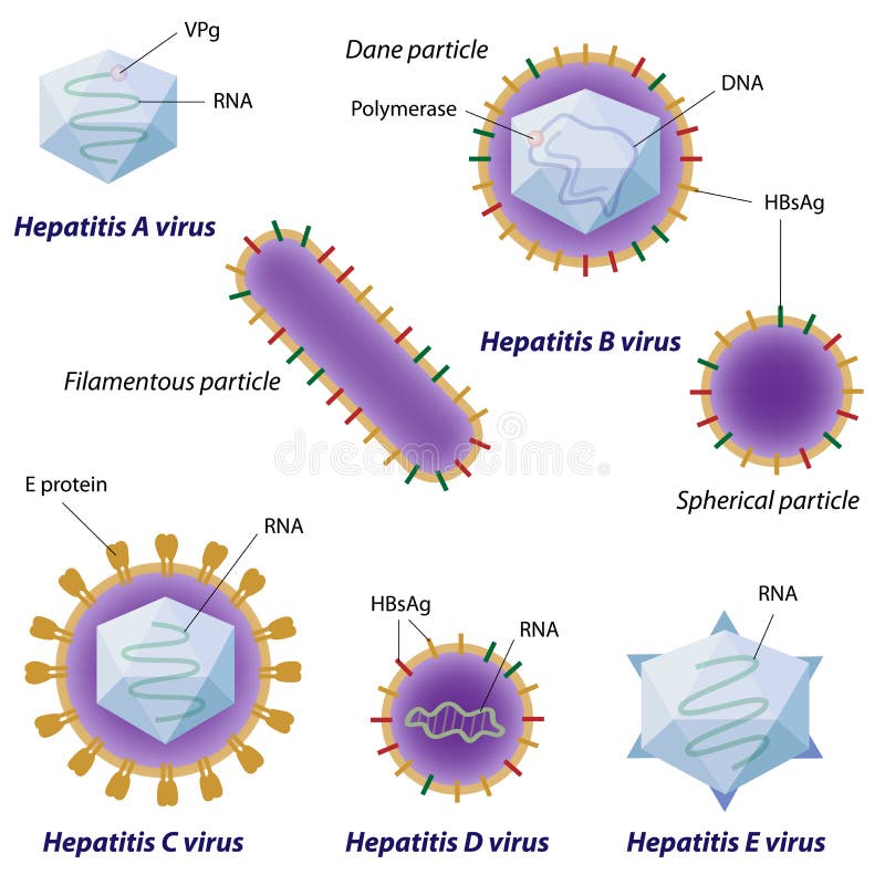 Comparação de vírus da hepatite ilustração royalty free
