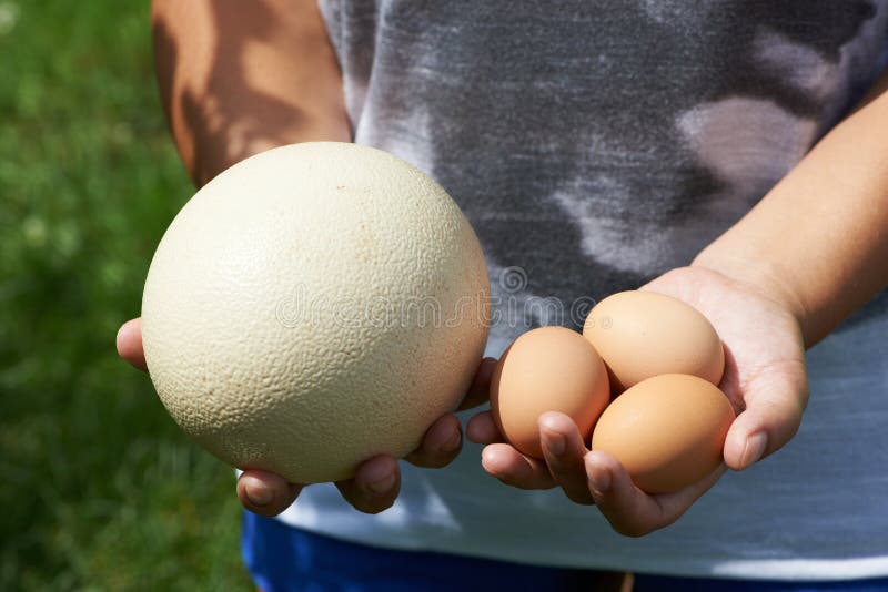 Compare chiken and ostrich eggs in woman hands