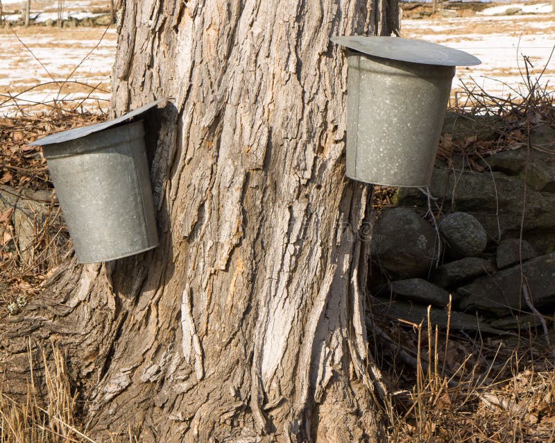 Late winter is maple sugaring time in New England, sugar maples are tapped with spouts when the sap starts to rise up the tree and collected in galvanized pails. Etna, New Hampshire. Late winter is maple sugaring time in New England, sugar maples are tapped with spouts when the sap starts to rise up the tree and collected in galvanized pails. Etna, New Hampshire