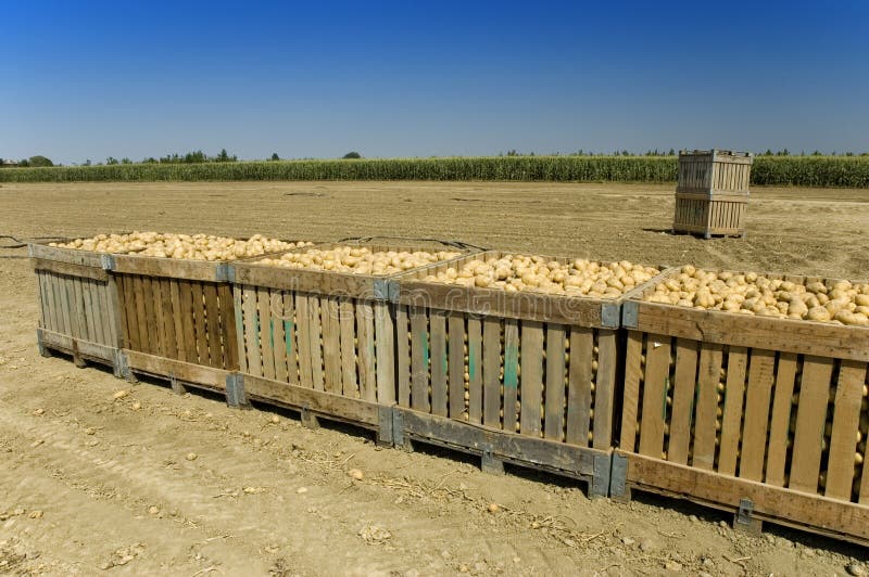 Large bins full of potatoes in field during the harvest time in summer. Large bins full of potatoes in field during the harvest time in summer