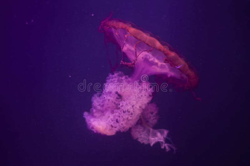 Compass Jellyfish Chrysaora Hysoscella on a Cornish Beach Stock Image