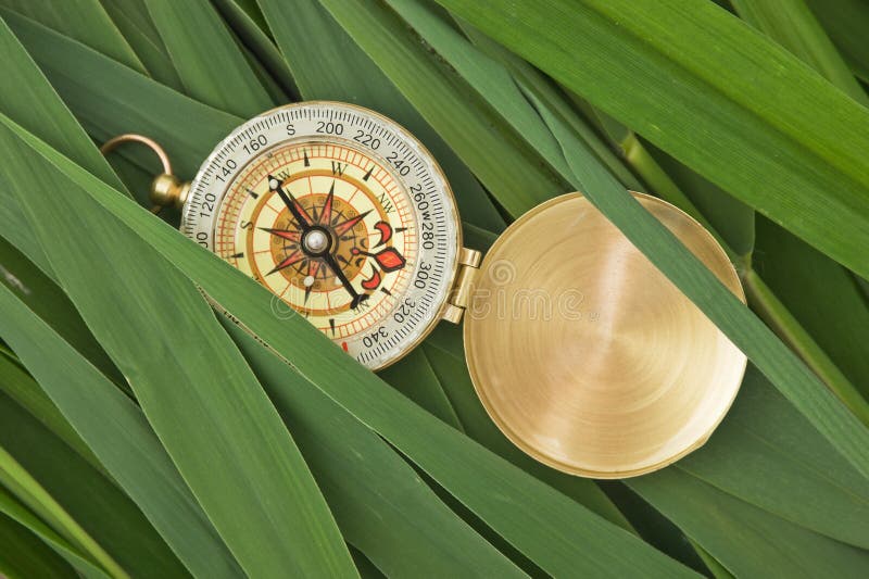 Compass Leaves Cane Stock Photos Free & RoyaltyFree Stock Photos