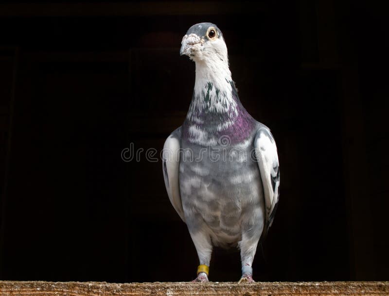 Pombo foto de stock. Imagem de branco, pena, beleza, pombo - 14491924