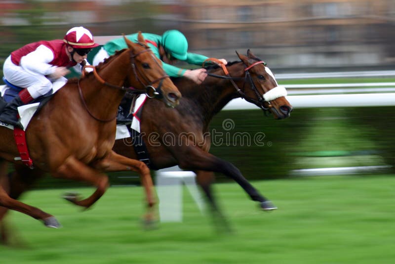 Competição entre dois cavalos foto de stock Competição entre dois cavalos foto de stock
