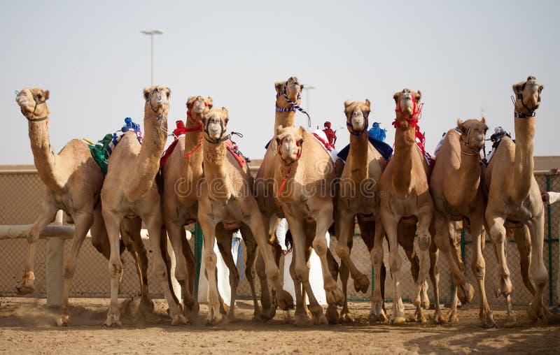 Competência de camelo
