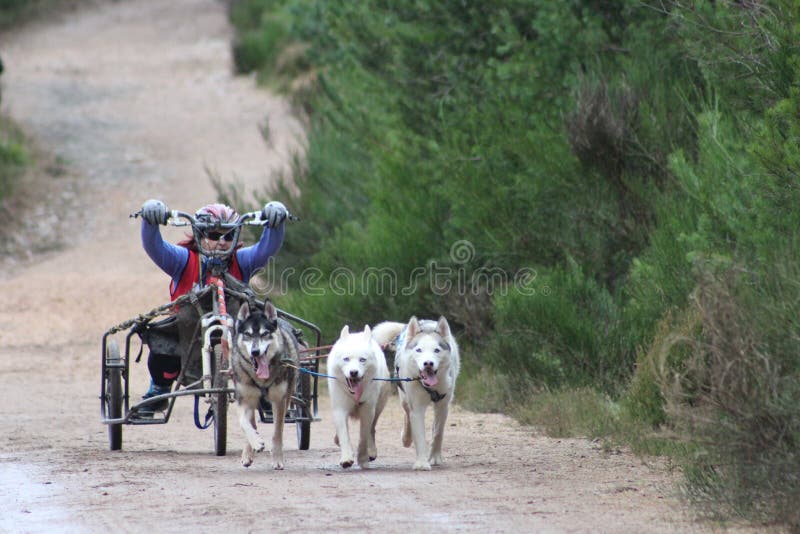 Download Competência Do Trenó Do Cão Foto Editorial - Imagem de árvore, sledding: 65579086