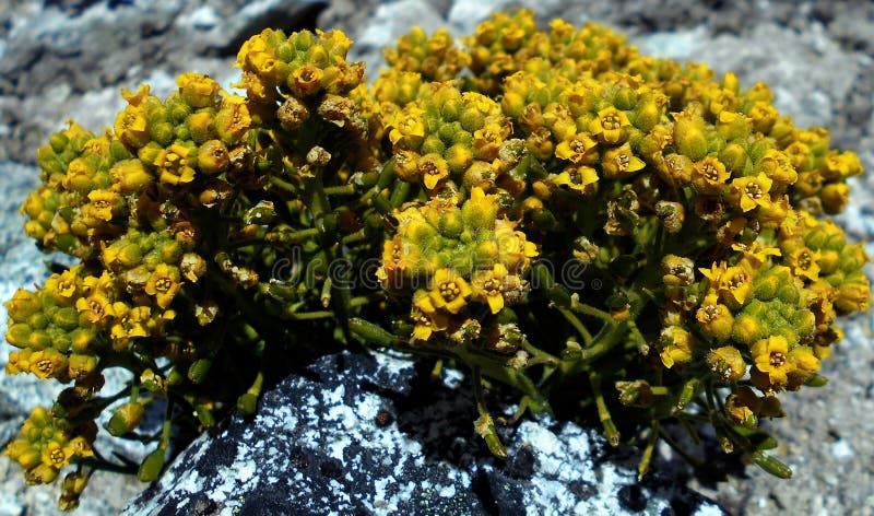 Flower decoration 62 stock image. Image of black, europe