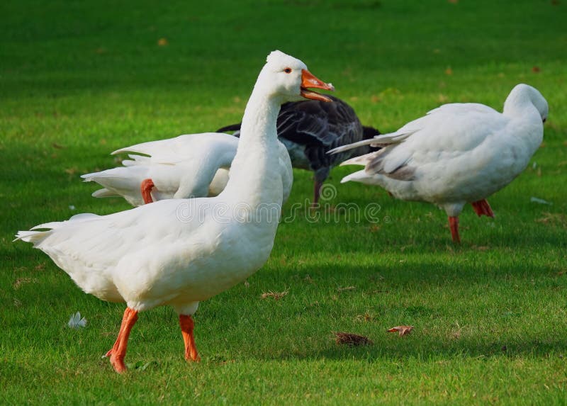 Chattering white goose
