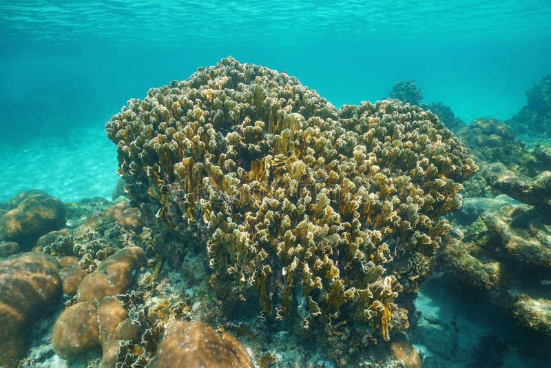 Complanata coralino de Millepora del fuego de la cuchilla del filón imágenes de archivo libres de regalías Complanata coralino de Millepora del fuego de la cuchilla del filón imágenes de archivo libres de regalías