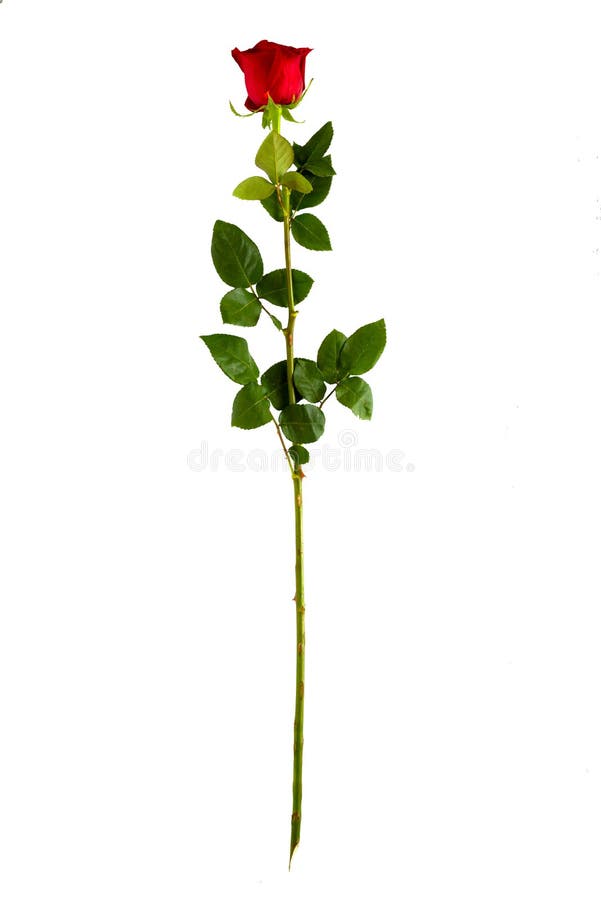 Complete long stem vertical red rose