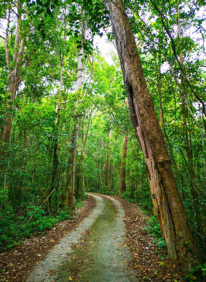 A Complete Rainforest Road for Nature Walks Stock Image Image of road