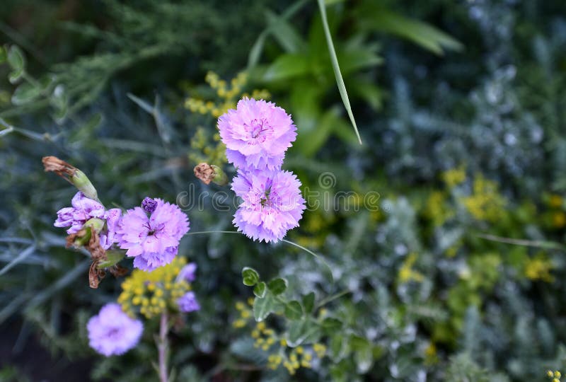 Flowering Angiosperms Plants. Stock Photo Image of illustrative