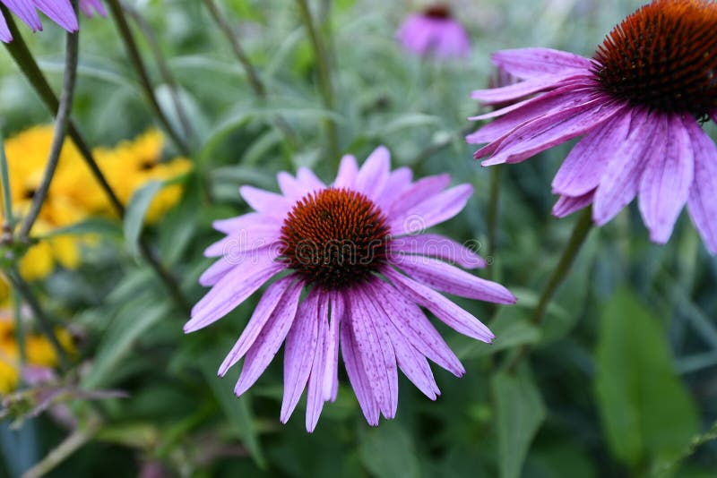 Flowering Angiosperms Plants. Stock Image Image of cityscape