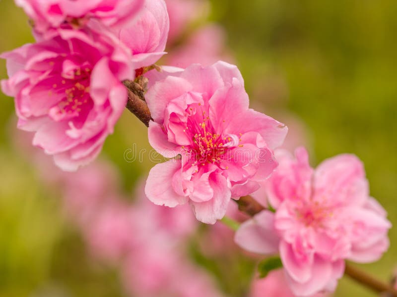 Hoa đào đỏ rực là một trong số những thứ tuyệt vời nhất mùa xuân. Chúng tượng trưng cho tình yêu và may mắn. Những bức ảnh về hoa đào đầy rực rỡ sẽ mang đến cho bạn sự cảm thụ về mùa xuân ngập tràn màu sắc và năng lượng.
