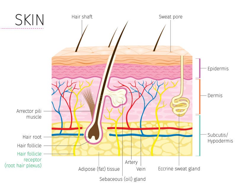 Human Skin Layers Human Anatomy Skin And Hair Diagram Stock Vector Human Skin Layers Human Anatomy Skin And Hair Diagram Stock Vector