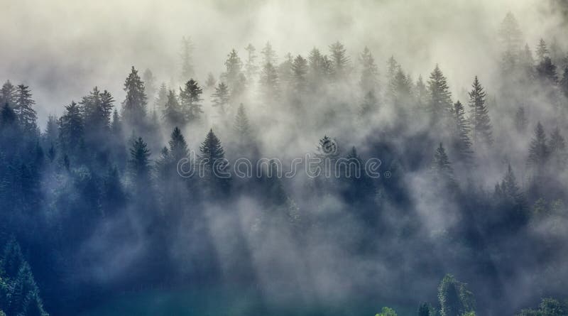 Complète des sapins dans la brume de forêt images libres de droits Complète des sapins dans la brume de forêt images libres de droits