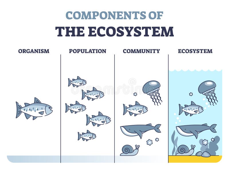 Componentes del ecosistema como población del organismo y esquema comunitario