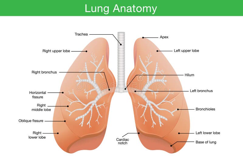 Components of human lung royalty free illustration Components of human lung royalty free illustration