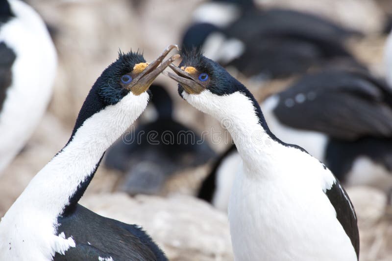 Comportamento di adulazione dei cormorants favoriti fotografie stock libere da diritti Comportamento di adulazione dei cormorants favoriti fotografie stock libere da diritti