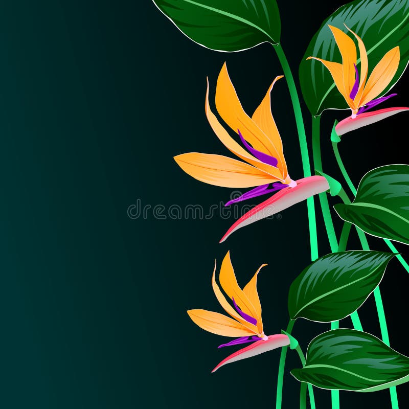 Composición de flores anaranjadas y hojas de estrelitzia sobre un fondo oscuro. Banner oscuro con flores anaranjadas y hojas estrelitzia en vector