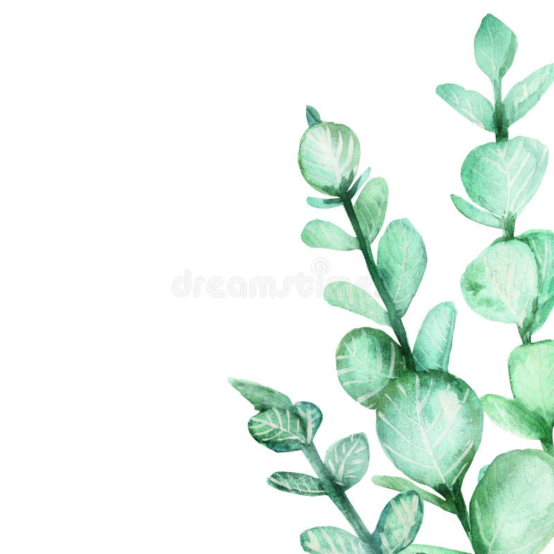 Composición pintada a mano de la naturaleza de la acuarela con las ramas verdes del eucalipto con las hojas en la esquina, ejempl libre illustration Composición pintada a mano de la naturaleza de la acuarela con las ramas verdes del eucalipto con las hojas en la esquina, ejempl libre illustration