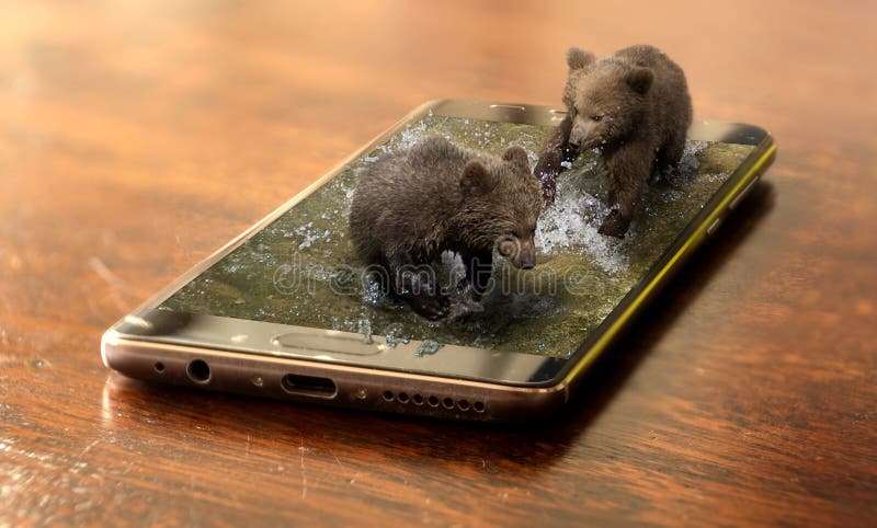 Brown bear cubs on mobile phone stock image Brown bear cubs on mobile phone stock image