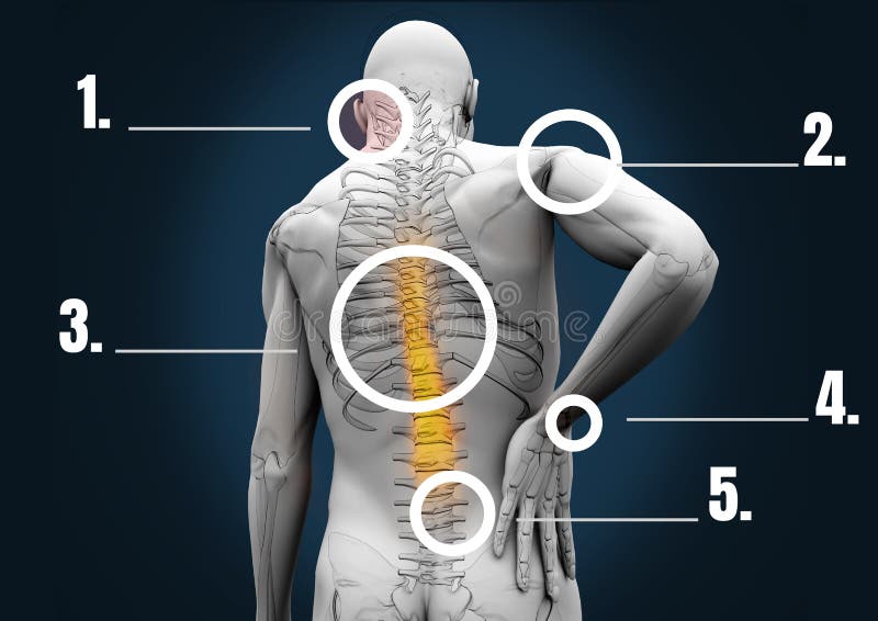 Composite Image of Human Bone Structure Stock Illustration Biology Diagrams