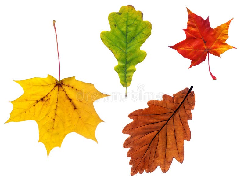 Full-size composite photo of various autumn leaves isolated on white background. Full-size composite photo of various autumn leaves isolated on white background