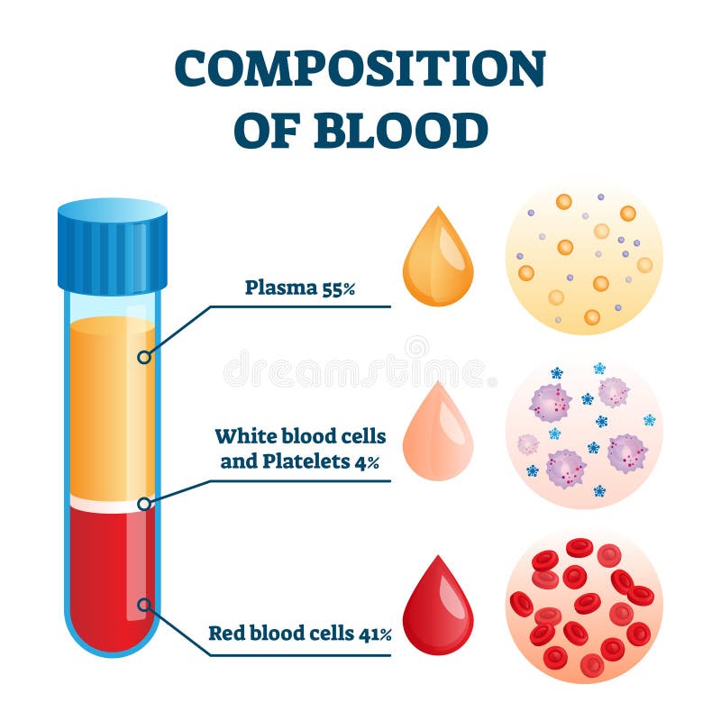 write an essay on composition of blood