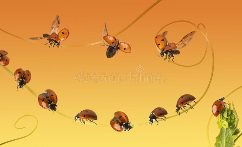 Composition of a cloud of ladybirds on a orange gradient stock images