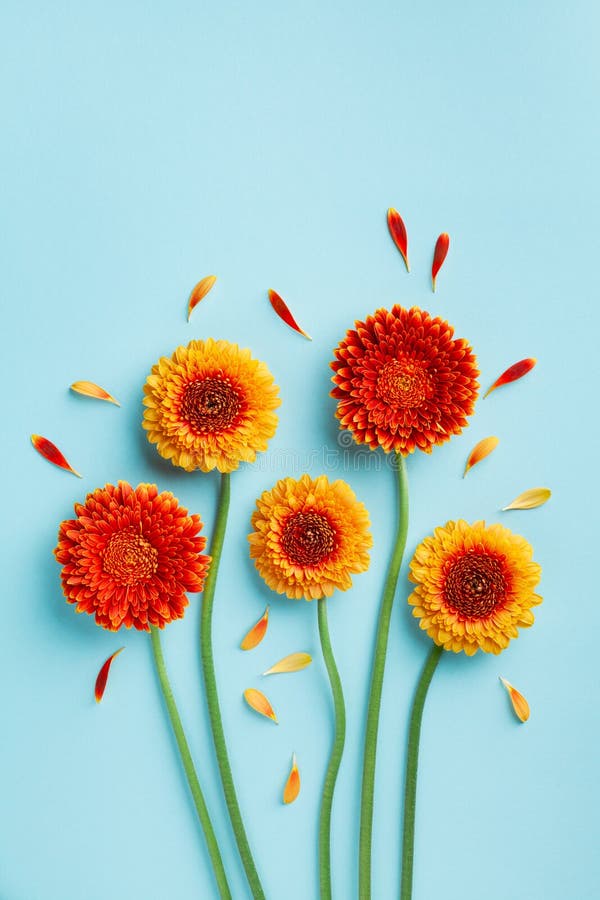 Composition créative de belles fleurs jaunes et orangées de gerbera avec pétales sur fond bleu. Concept d'automne. Carte de voe image libre de droits