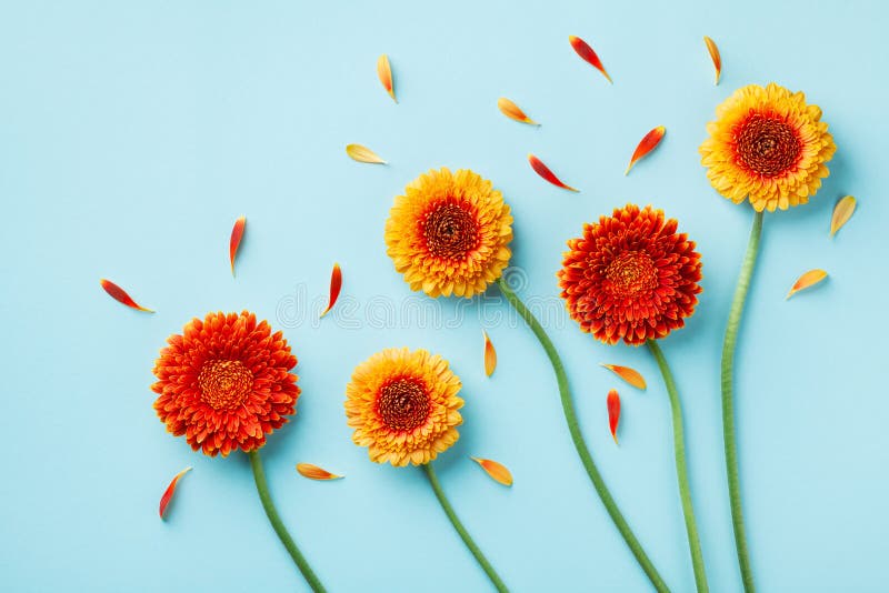 Composition créative de nature de belles fleurs jaunes et orange de gerbera avec les pétales sur la table bleue. Concept d'automne images libres de droits