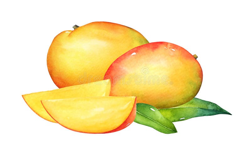 Composition d'aquarelle des fruits de mangue