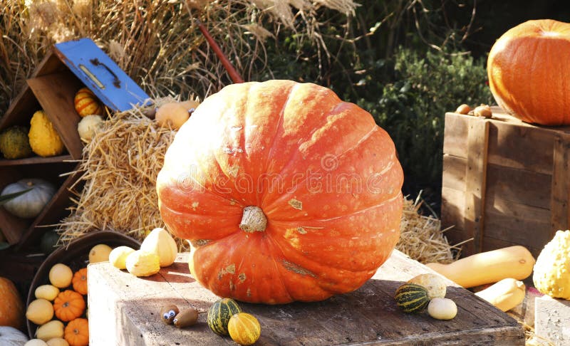 Composition des légumes colorés Grands potiron et courgette photographie stock libre de droits Composition des légumes colorés Grands potiron et courgette photographie stock libre de droits