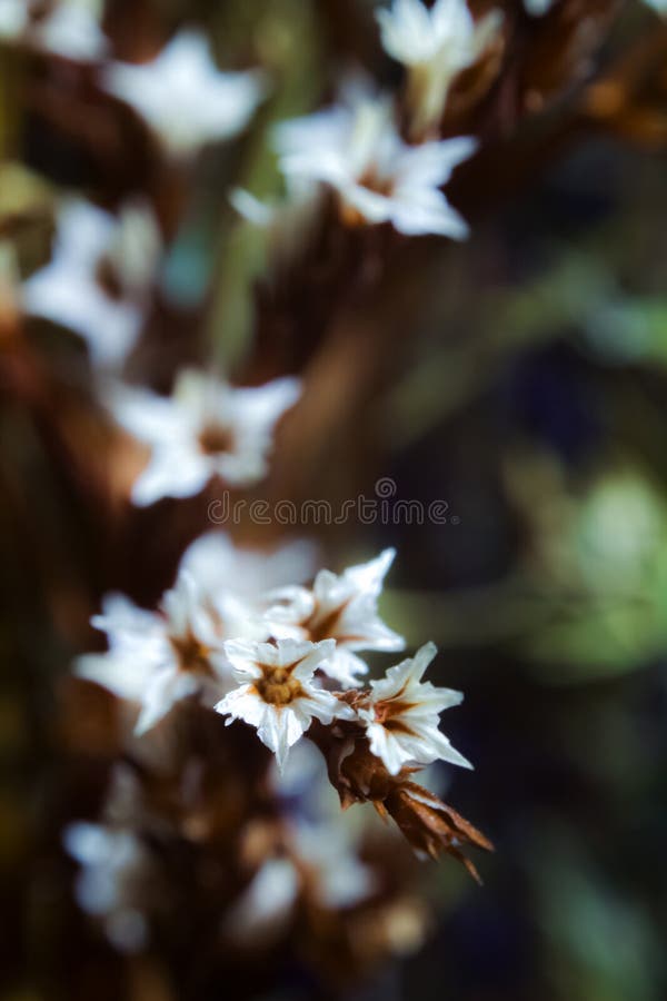 Composition of dried flowers on a dark background with the use of macro photography royalty free stock image