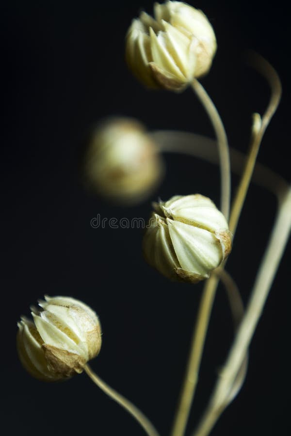 Composition of dried flowers on a dark background with the use of macro photography stock images