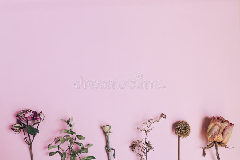 Flowers Composition. Dry Lavender Flowers On Pink Background. Flat Lay, Top  View Free Image and Photograph 197933074.