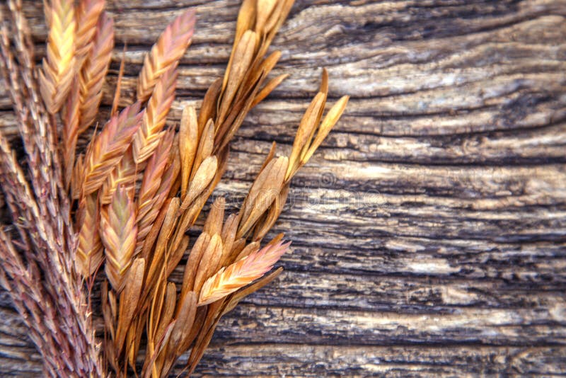 Composition of Dried Miscanthus Inflorescences. a Bunch of Dry Miscanthus in a Floral Design