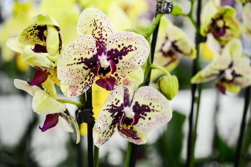 Composition décorative des orchidées repérées jaunes de phalaenopsis photographie stock libre de droits Composition décorative des orchidées repérées jaunes de phalaenopsis photographie stock libre de droits