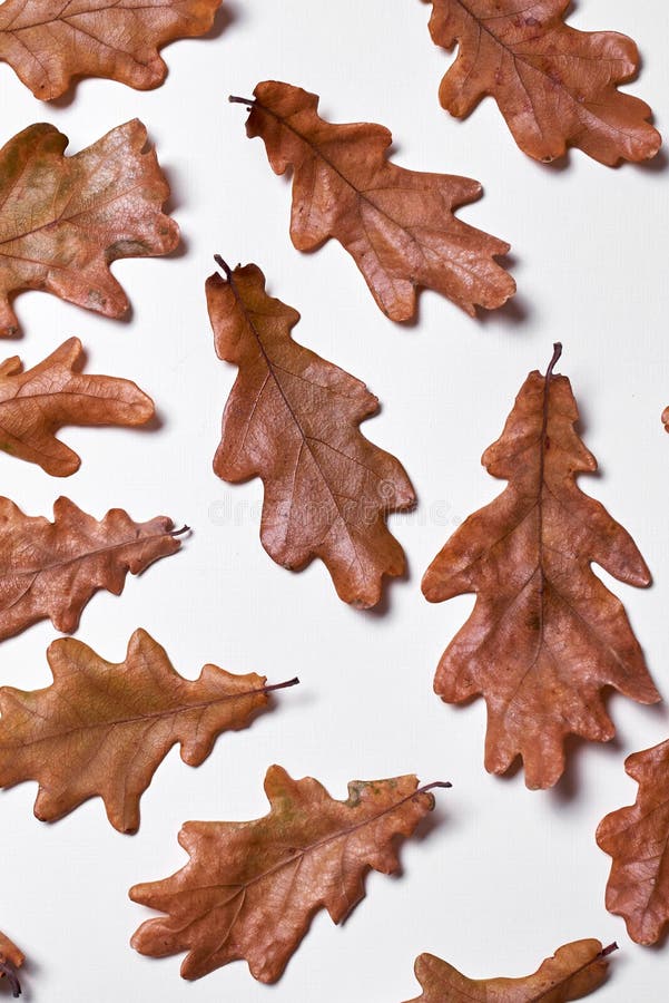 Composition en automne faite de feuilles sèches de chêne sur le fond blanc Concept de chute Texture de thanksgiving d'automne Con photo libre de droits Composition en automne faite de feuilles sèches de chêne sur le fond blanc Concept de chute Texture de thanksgiving d'automne Con photo libre de droits