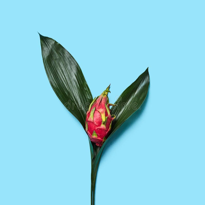 Composition in the form of a red flower from an exotic fruit of pitahaya and green leaves on a blue background with copy stock photos Composition in the form of a red flower from an exotic fruit of pitahaya and green leaves on a blue background with copy stock photos