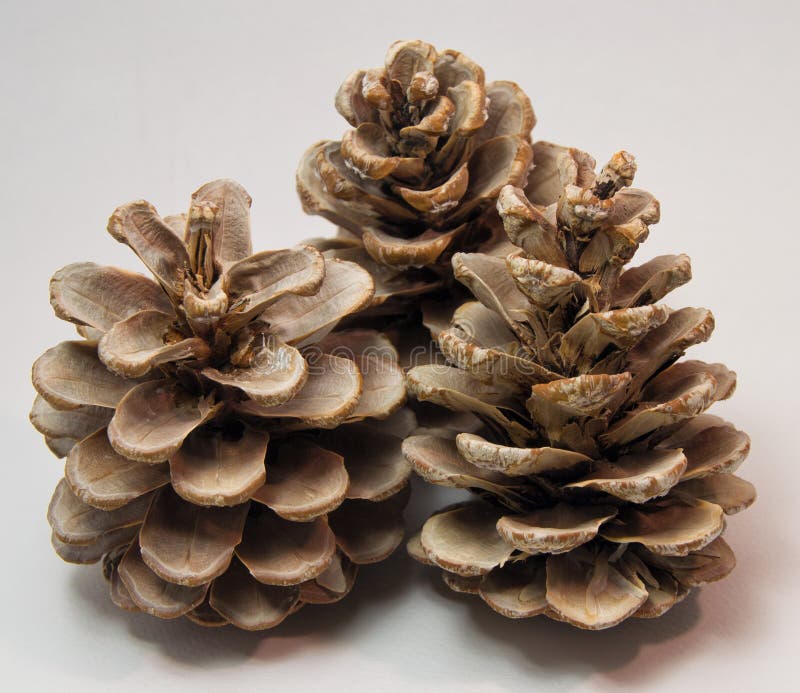 Composition of a group of three pine cones on a white surface. stock photo