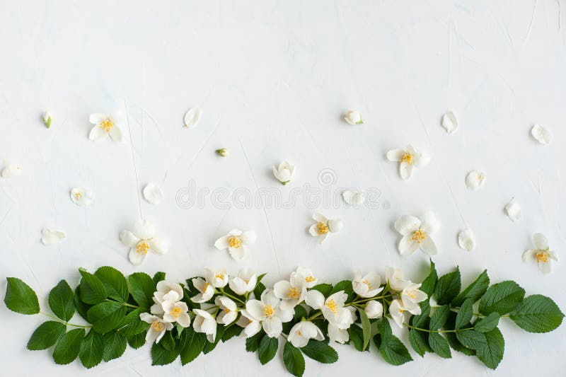 Composition of Jasmine Flowers and Leaves. Pattern of Petals and