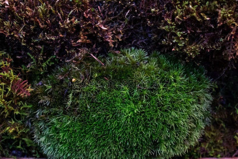 Composition of live moss grown in a greenhouse. Moss formed in the form of a round Bush, as if the forest in miniature