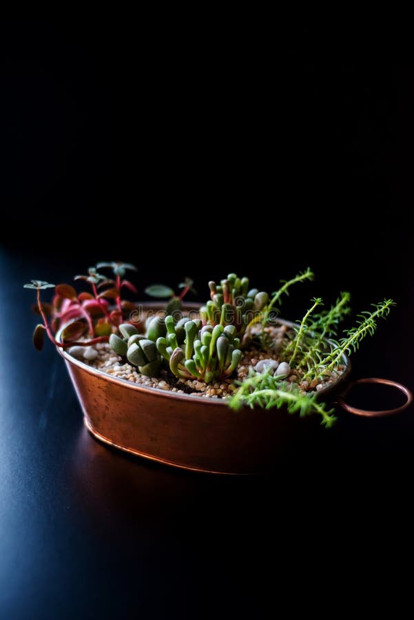 Composition Made in a Copper Pot with Succulent Plants Stock Photo