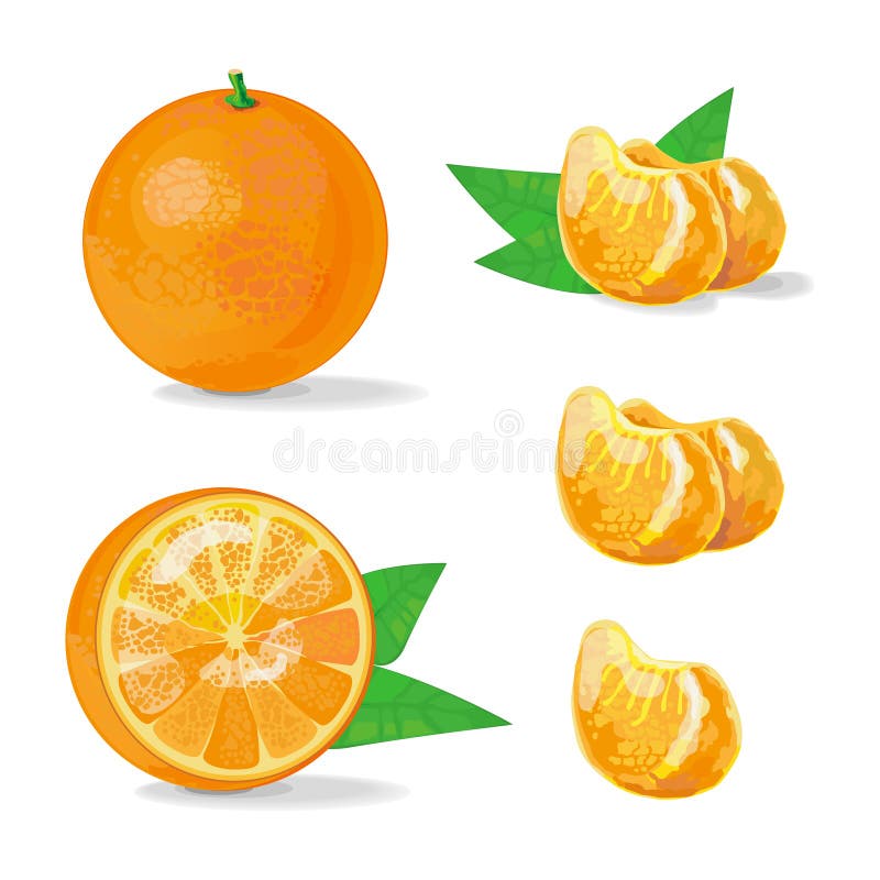 Composition of Orange and Slice. Illustration of fruit. Vector Illustration vector illustration Composition of Orange and Slice. Illustration of fruit. Vector Illustration vector illustration