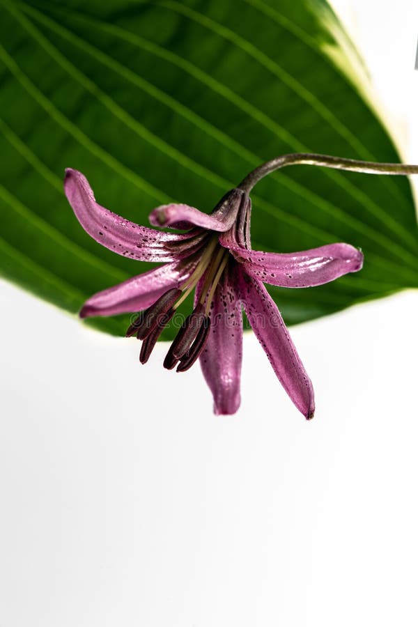 Composition of a Purple Lily Flower Hanging Upside Down Against Hosta Leaf Stock Image Image
